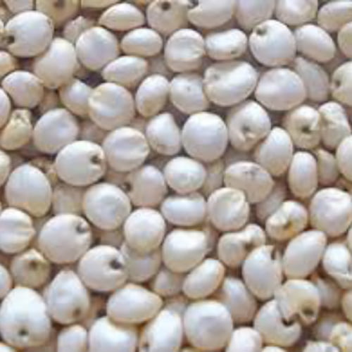 White Sorghum