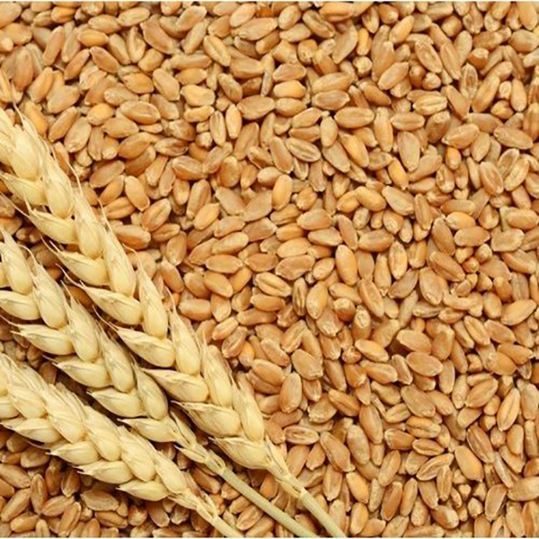 Copa-whole-Grain-wheat