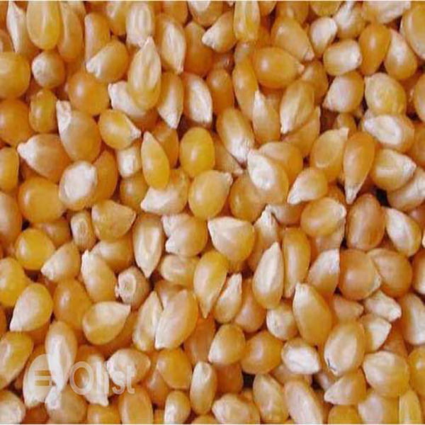 Bag-Maize-Seed