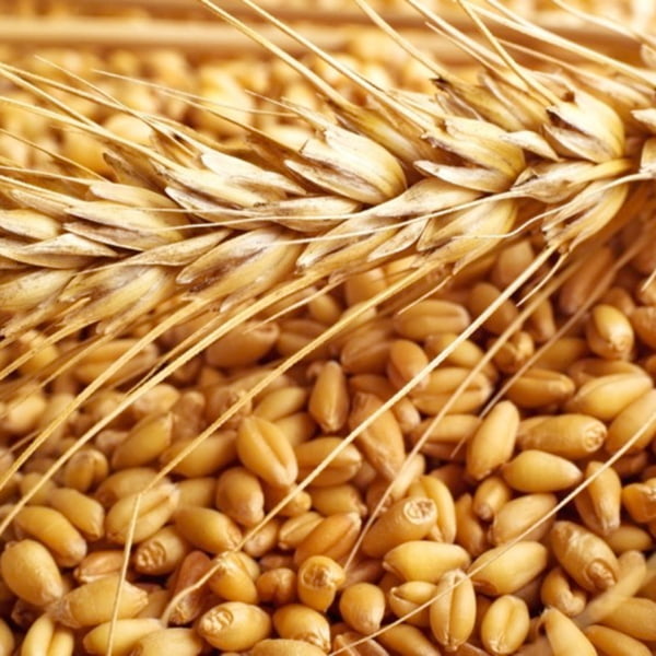 High quality wheat grain