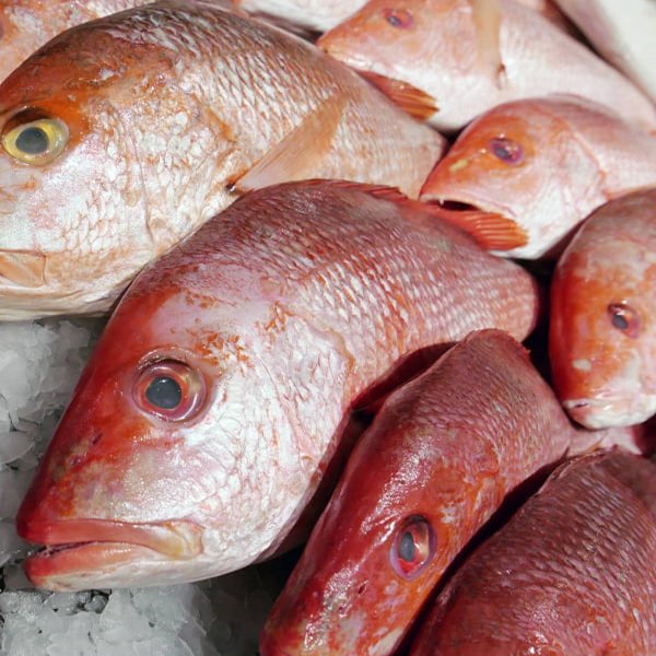 Red Snapper Copa Agro Fish