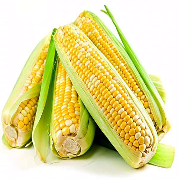 Yellow-Maize-Copa-Agro